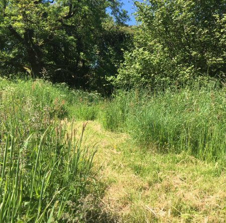 Peaceful outdoor space in Bradworthy, Devon, used for nature and eco therapy sessions.
